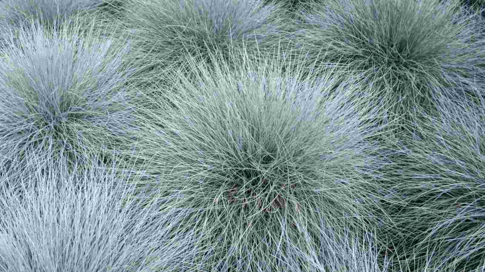 Strategies to Plant and Deal with Blue Fescue Grass