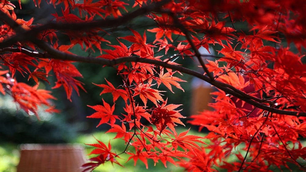 Lovely Fall Yard Crops for Autumn Coloration • The Yard Glove