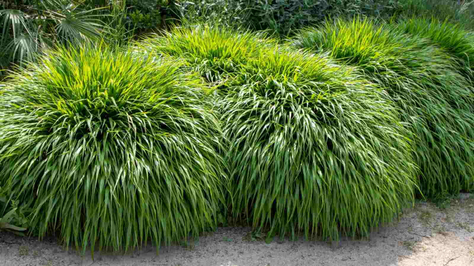 How one can Plant, Develop, and Maintain Hakone Grass