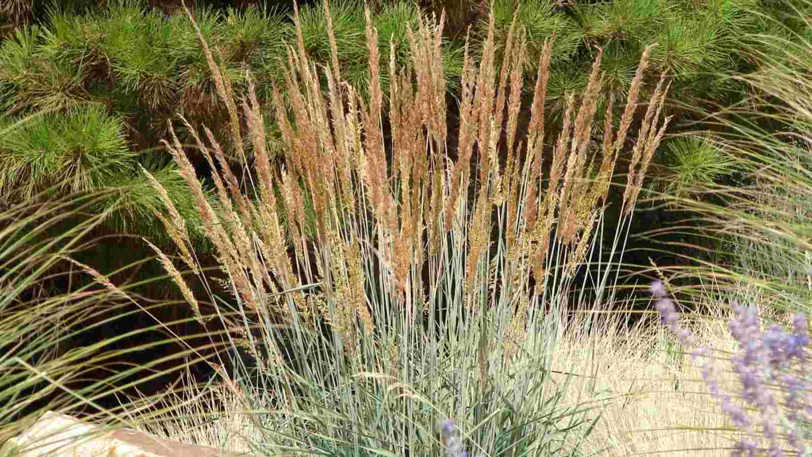 Strategies to Plant, Develop, and Care For Indian Grass