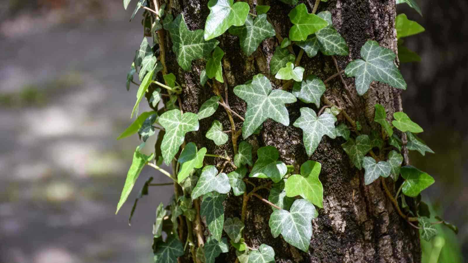 The easiest way to Plant, Develop, and Care for Ivy Plant (Hedera genus)