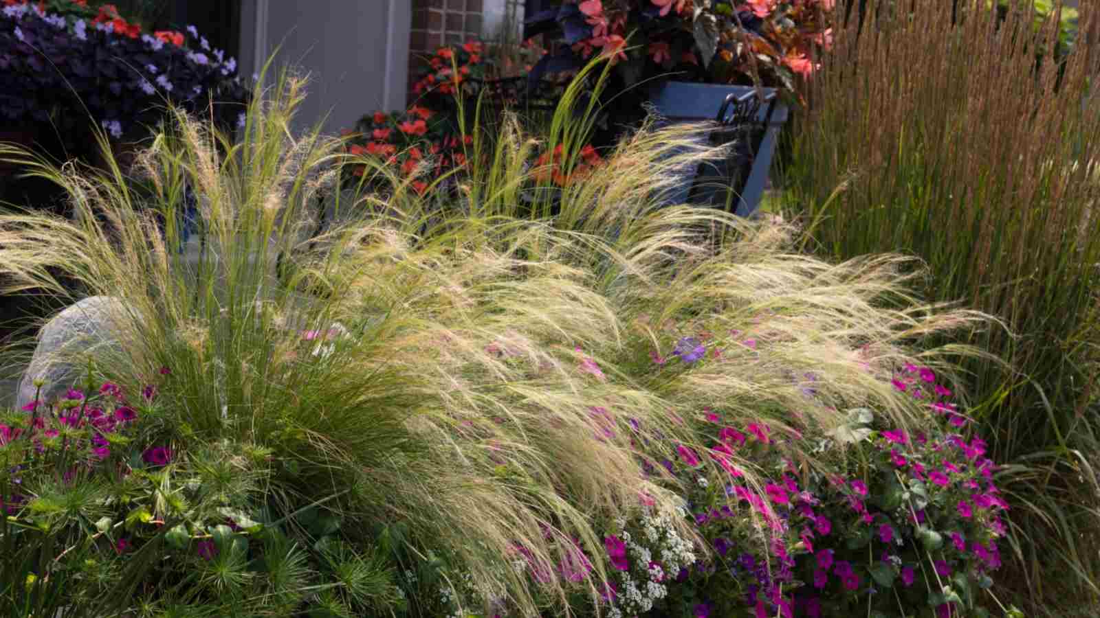 The appropriate method to Develop & Take care of Mexican Feather Grass in Your Panorama