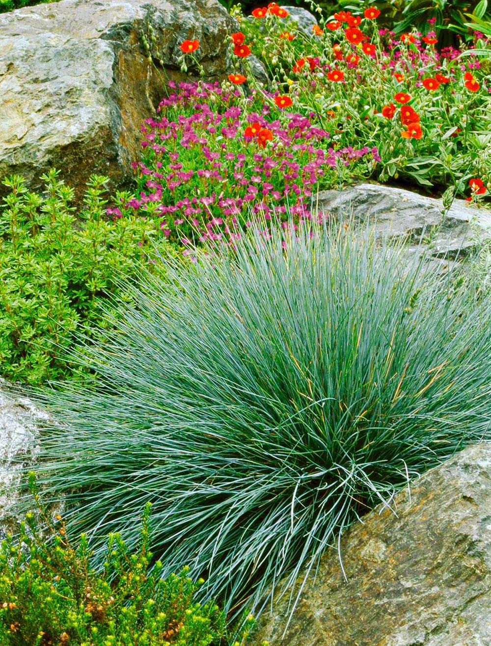 Ornamental Grasses – Substitute Your Curb Enchantment • The Yard Glove