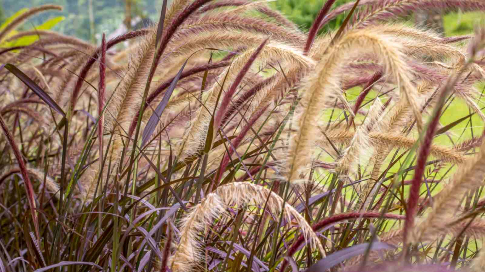 The way in which to Plant, Develop, and Take care of Purple Fountain Grass