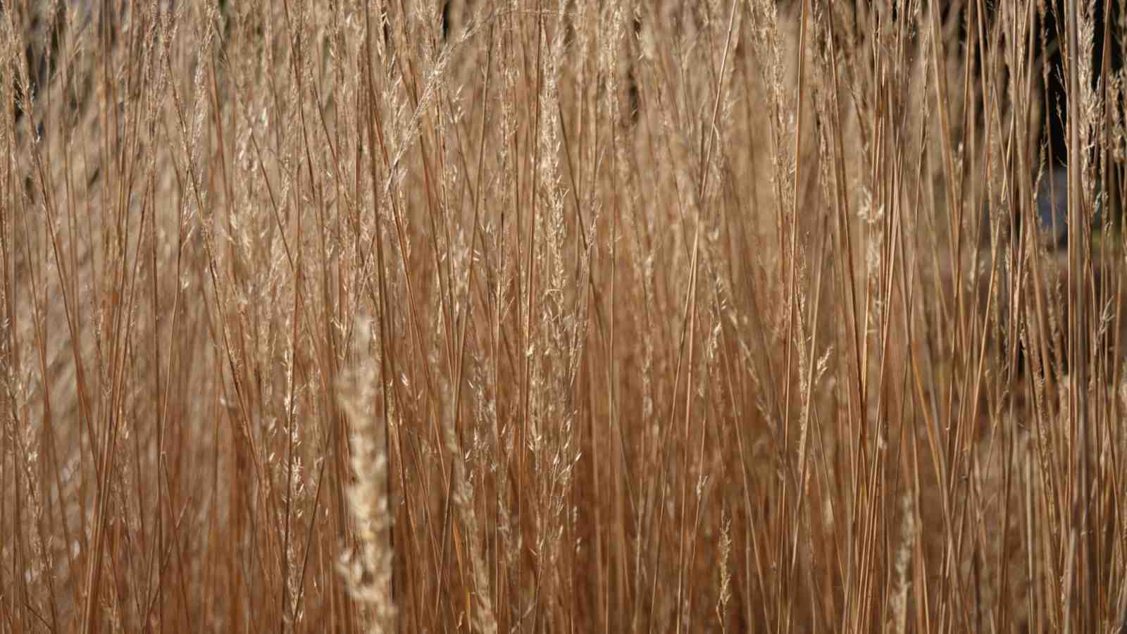 Plant, Develop and Handle Reed Grass