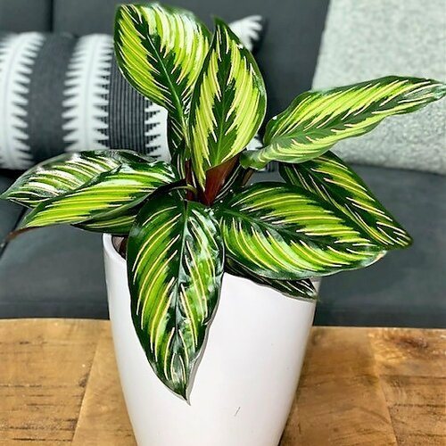 24 Best Indoor Vegetation – Uncover Your Wonderful Houseplant