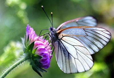 Butterfly Gardening: Vegetation, Design and Concepts