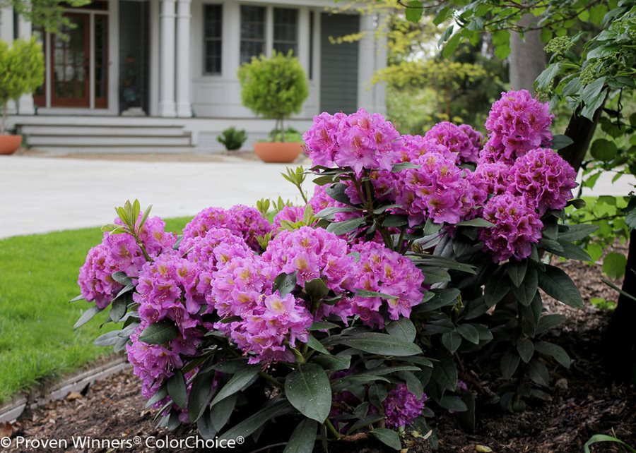 Rhododendron Bushes | Planting, Pruning & Care Information