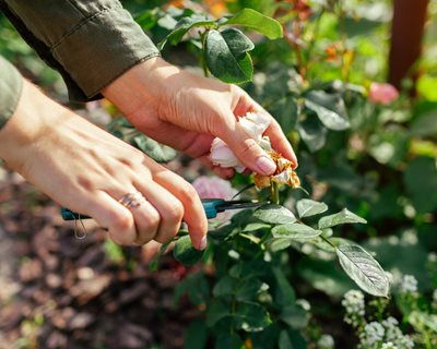 What’s Deadheading: A Gardener’s Info