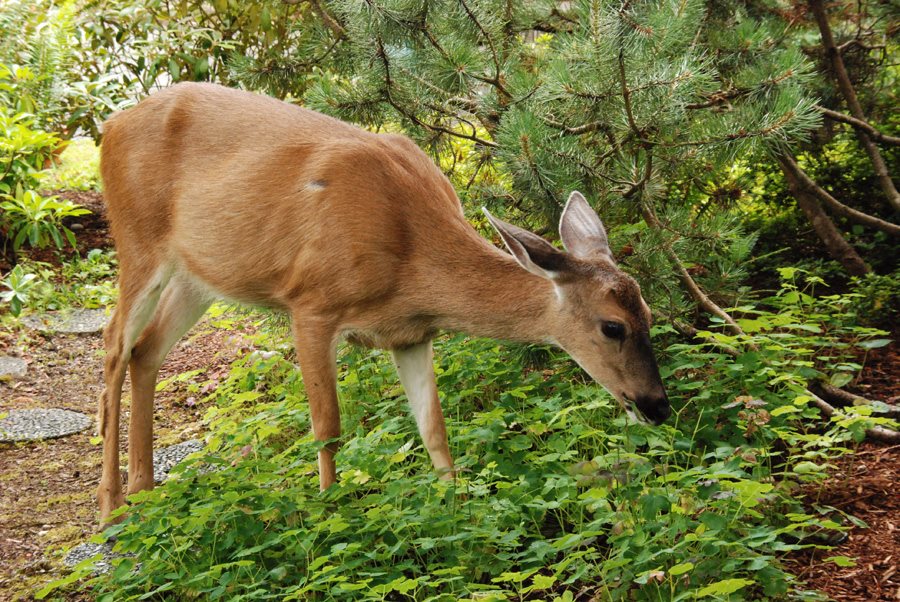 22 Deer Resistant Vegetation & Flowers (+ Deer-Proofing Concepts)