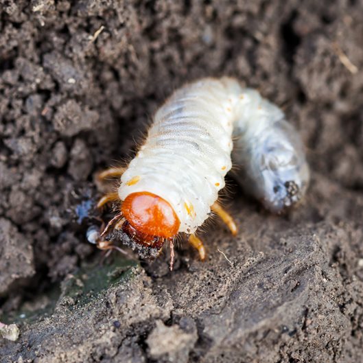 The way in which to Get Rid of Grubs – Kill Grub Worms Naturally