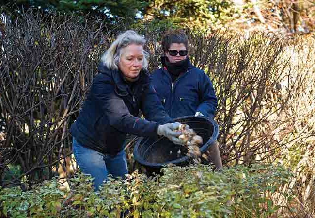 The Craft of Interplanting with Jacqueline van der Kloet