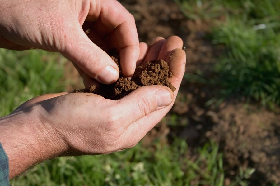 Yard Soil: Strategies to Put collectively Your Soil for a Yard