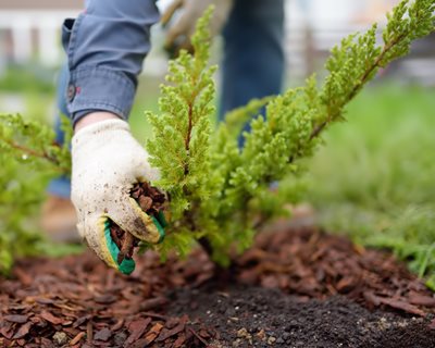 Mulching: How & When to Mulch Your Yard