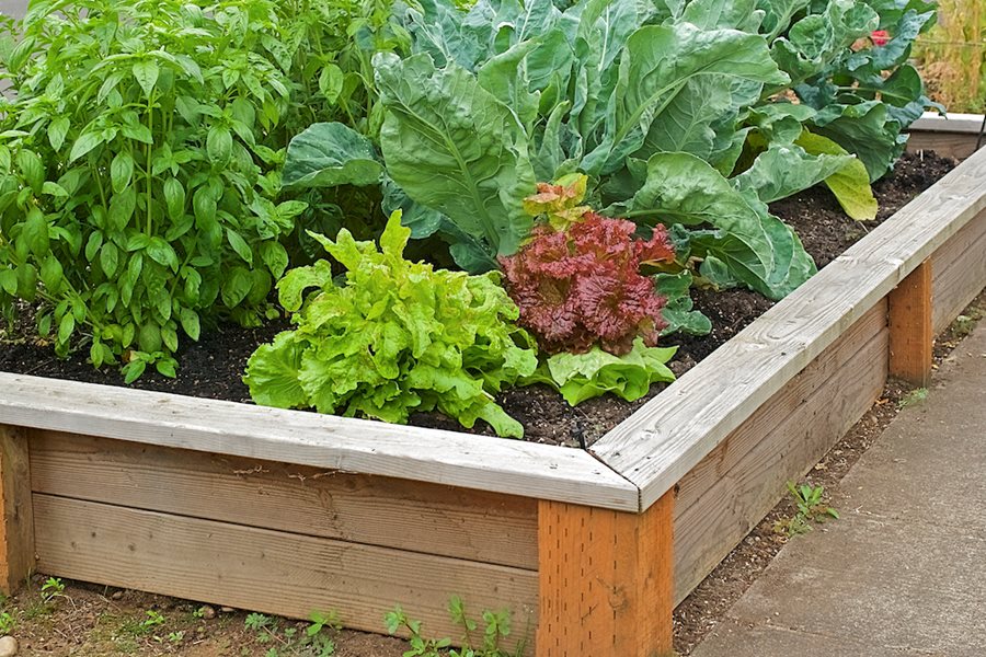 Straightforward strategies to Start a Vegetable Yard