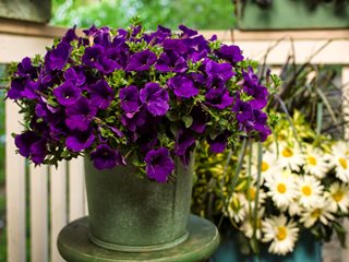 Annual vs Perennial – What is the Distinction?